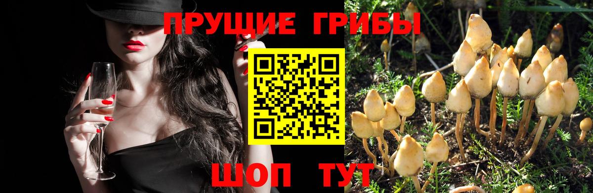 Галлюциногенные грибы Magic Shrooms Тара